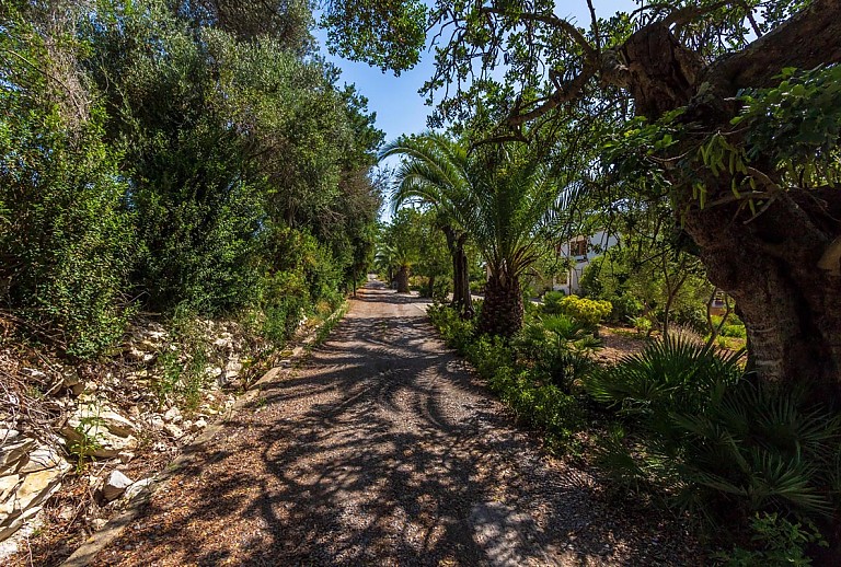 Schattige Auffahrt mit Bäumen