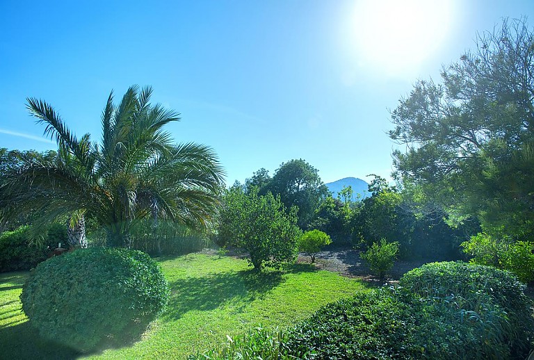 Garten mit Palmen und Rasen