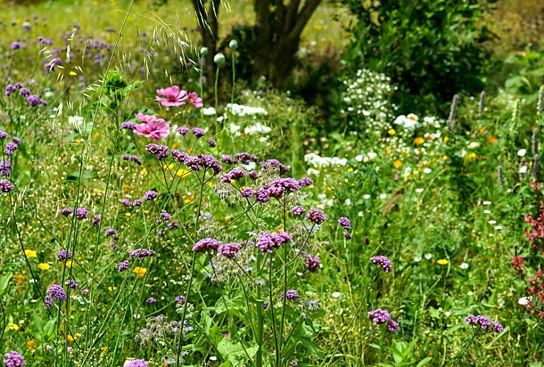 Wilde Blumen im Garten