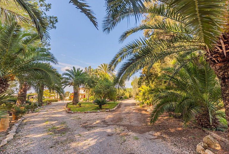 Zufahrt zur Finca mit Palmen