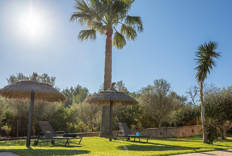 Garten mit Palme und Rasenfläche