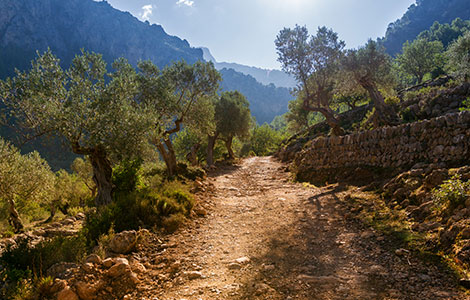 Wanderweg bei einer Finca auf Mallorca